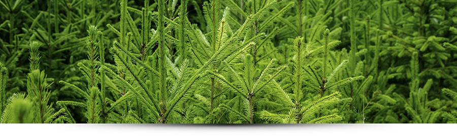 Joulukuusi, Joulukuuset